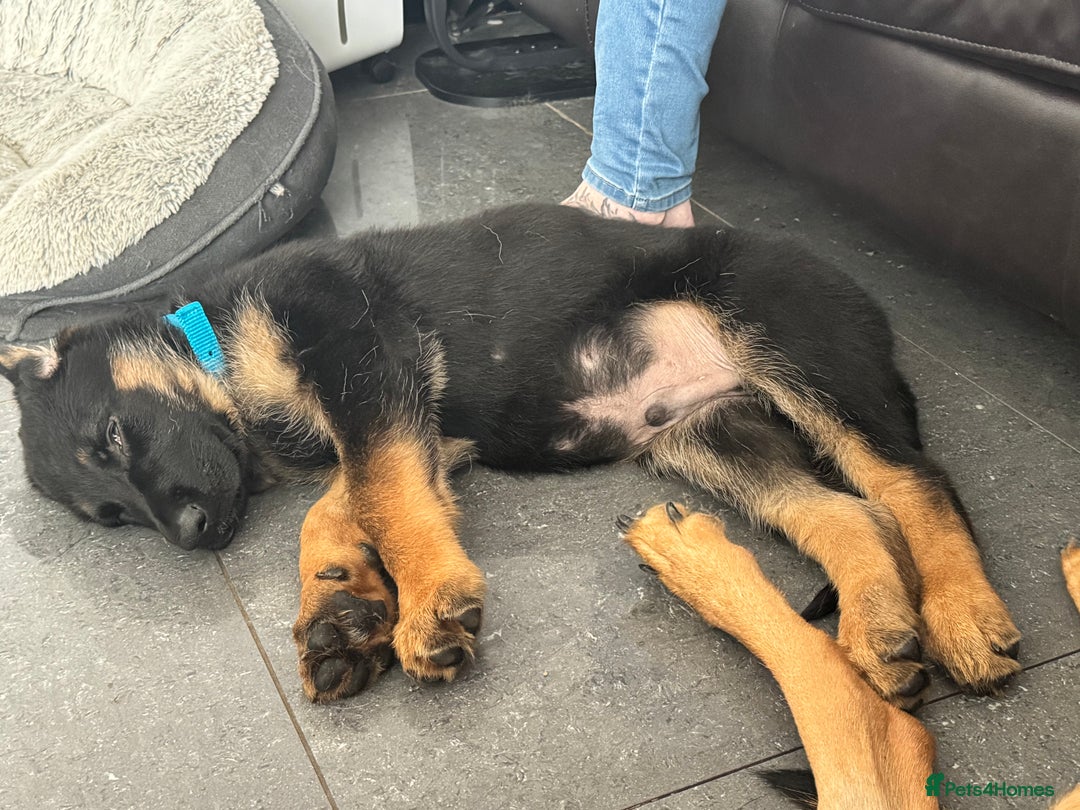 German Shepherd dogs for sale: Male German shepherd  - Image 5