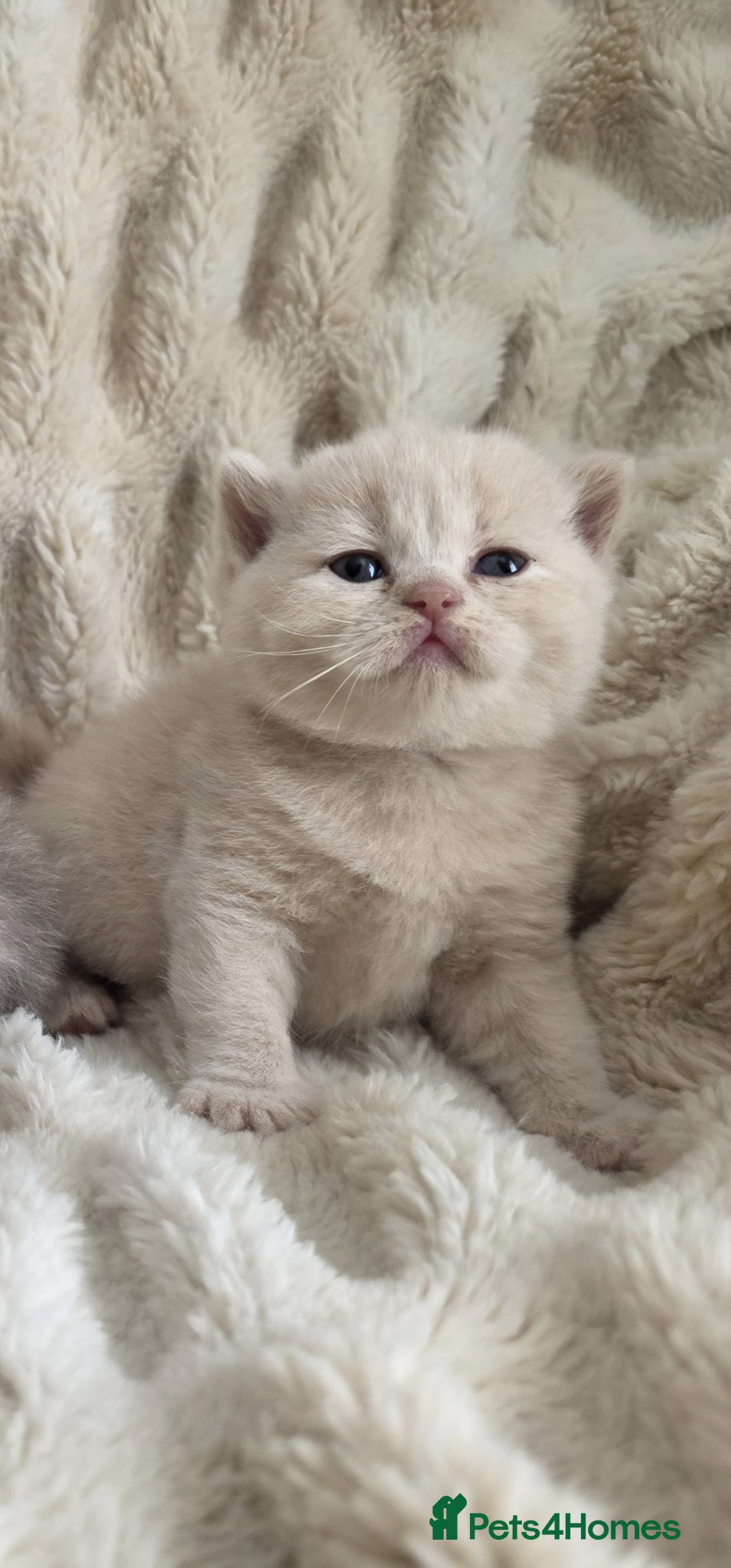 British Shorthair cats for sale: Outstanding quality British shorthair kittens  - Advert 7