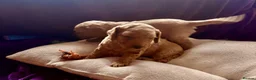 Cockapoo dogs for sale: Beautiful Cockapoo puppies  - Advert 7
