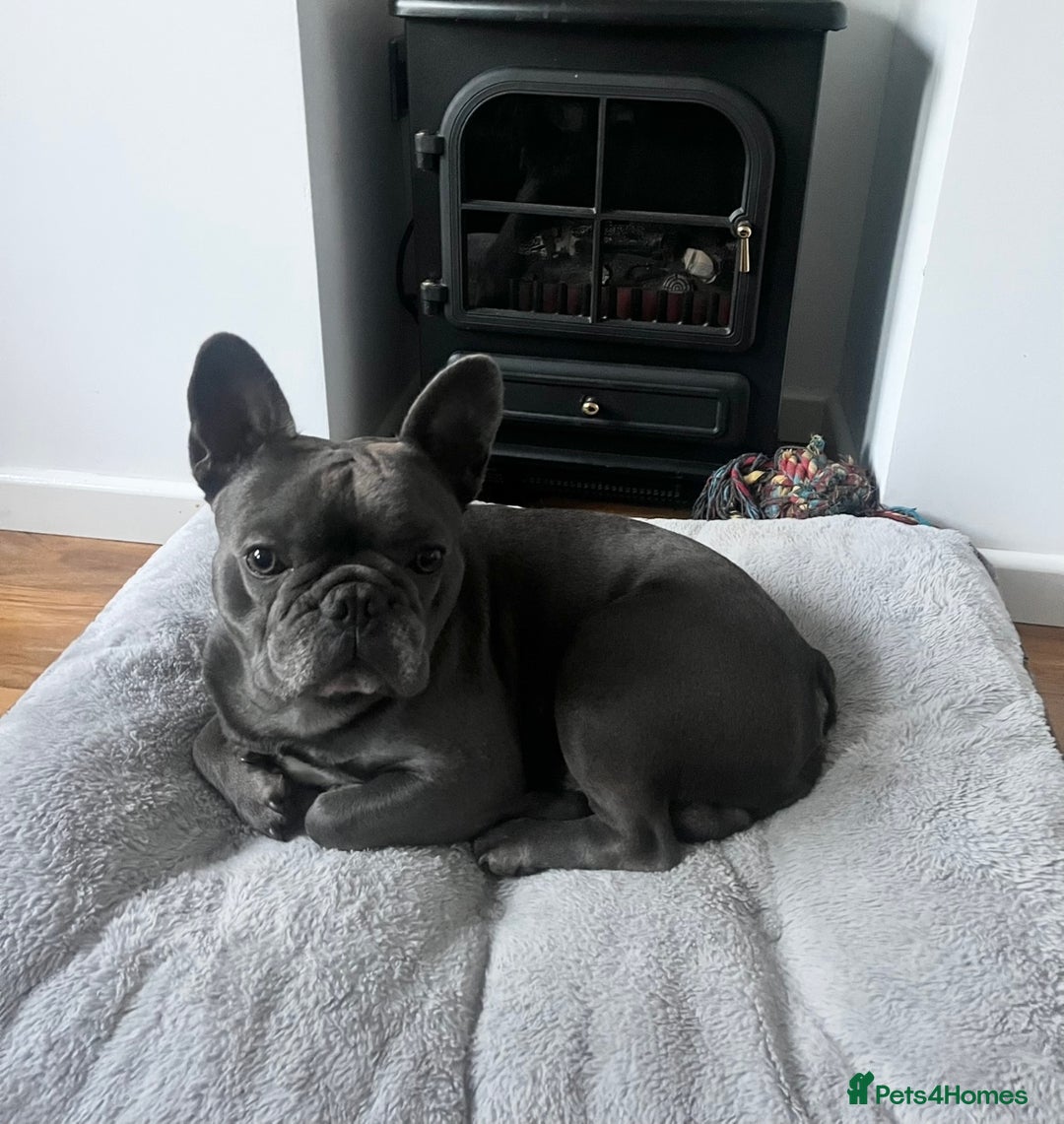 French Bulldog dogs for sale: French bulldog  - Advert 1