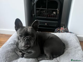 French Bulldog dogs French bulldog - Advert 1