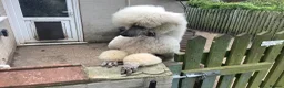 Standard Poodle dogs for stud: KC Cream Stud Boy - Advert 4