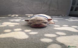 French Bulldog dogs for sale: Pedagree & KC papered merl carrying French bulldog - Image 18