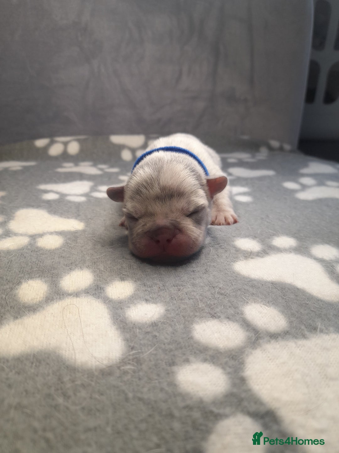 French Bulldog dogs for sale: Pedagree & KC papered merl carrying French bulldog - Image 18