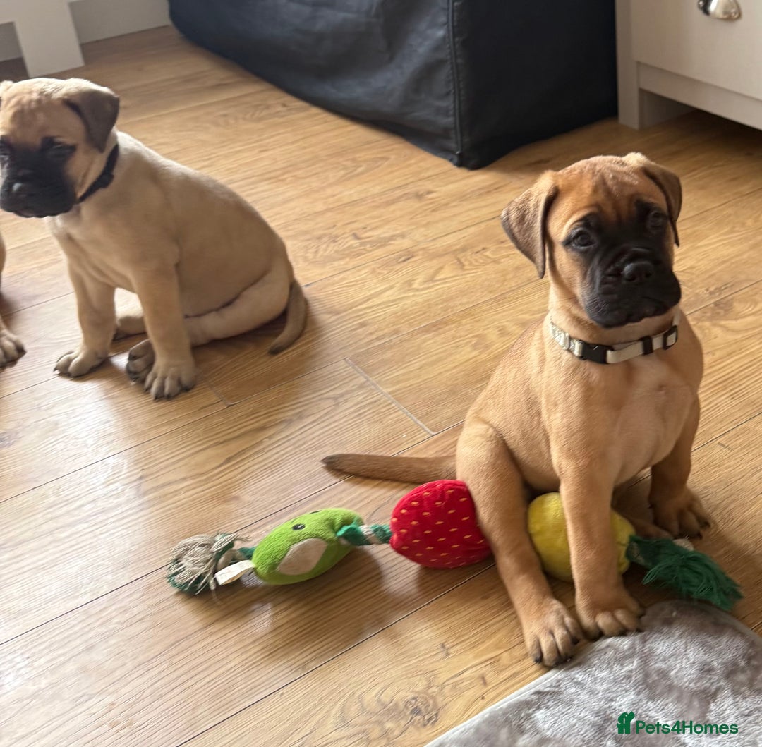Bullmastiff dogs for sale: Show Quality Bullmastiff Puppies - Image 6