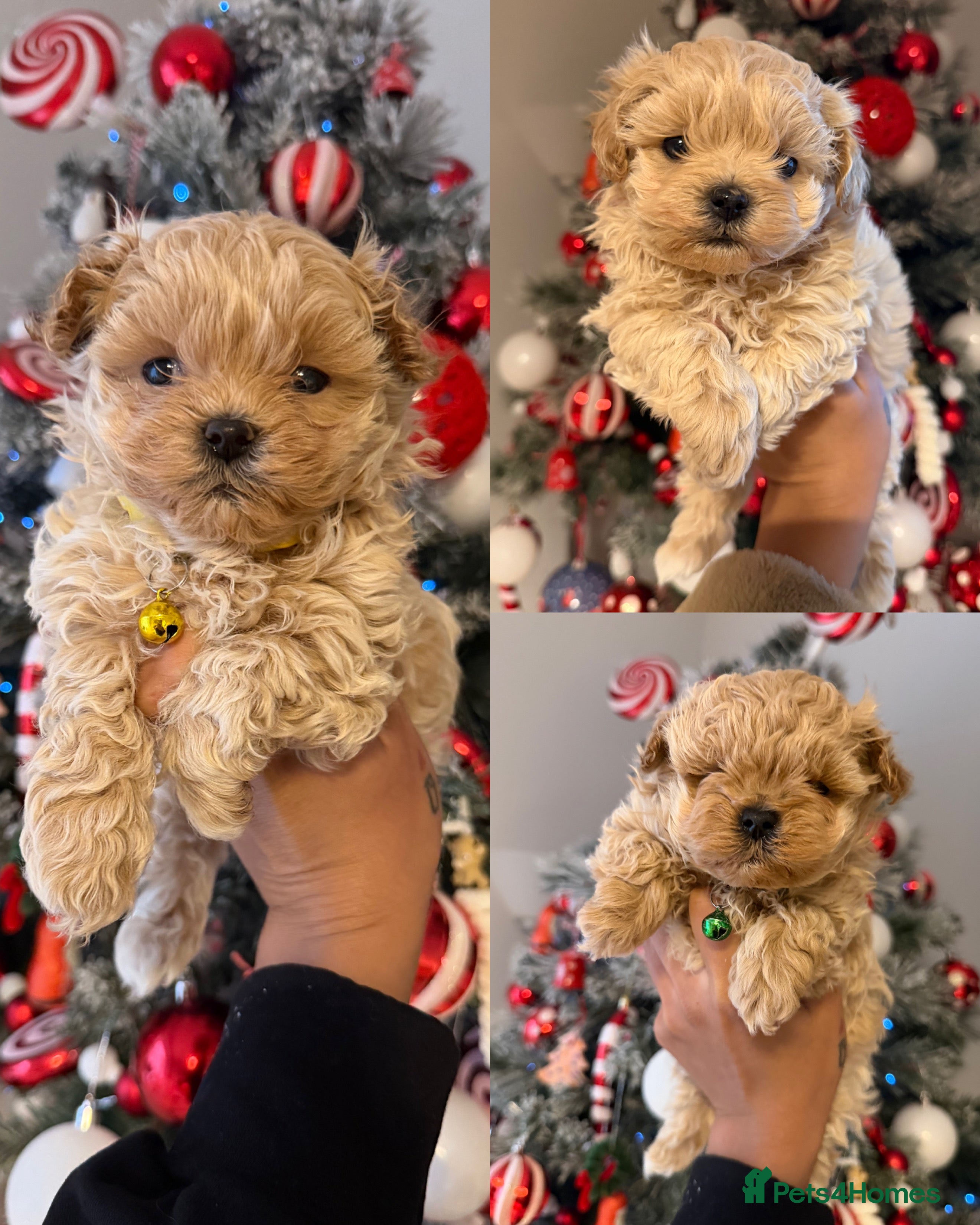 Maltipoo dogs Small Maltipoo puppy’s - Advert 12