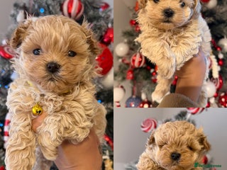 Maltipoo dogs Small Maltipoo puppy’s - Advert 12