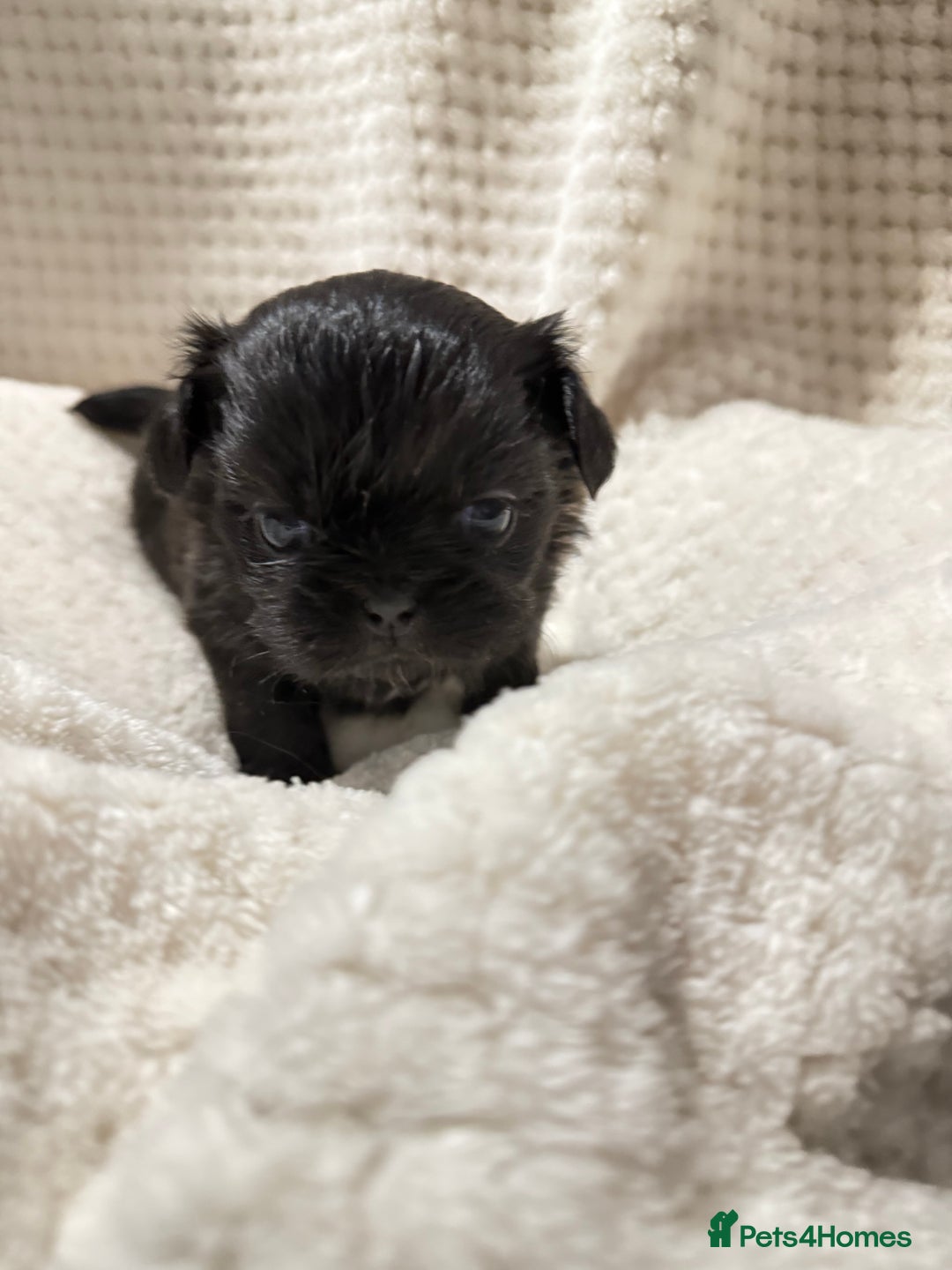Shih Tzu dogs for sale: Shih tzu puppies  - Advert 19