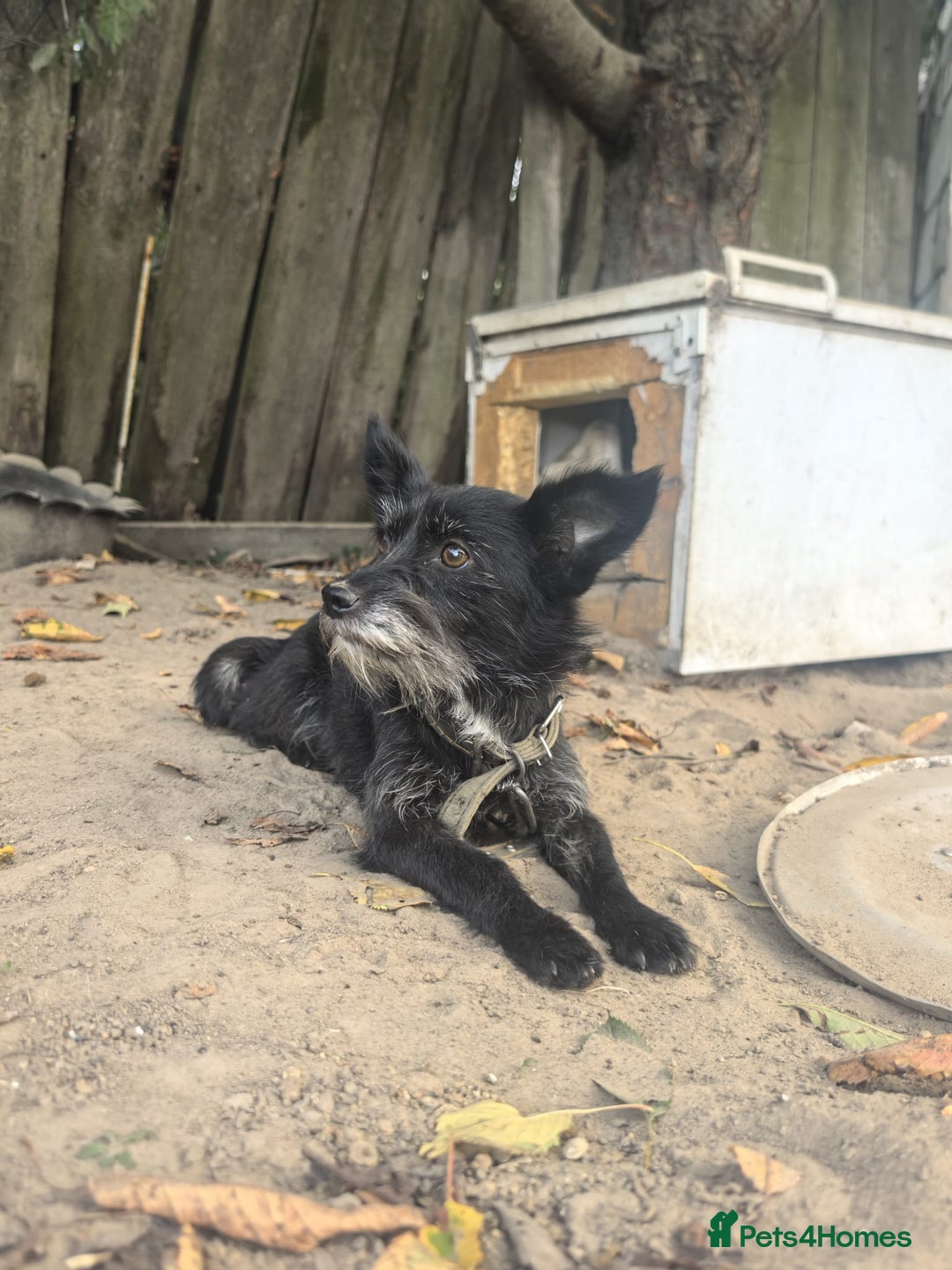 Norfolk Terrier dogs for adoption: KNOPA – Female Norfolk Terrier - Advert 9