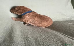 Australian Labradoodle dogs for sale: Fib Labradoodle puppies - Advert 21