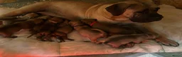 Boerboel dogs for sale: Dee Bradbury - Advert 13