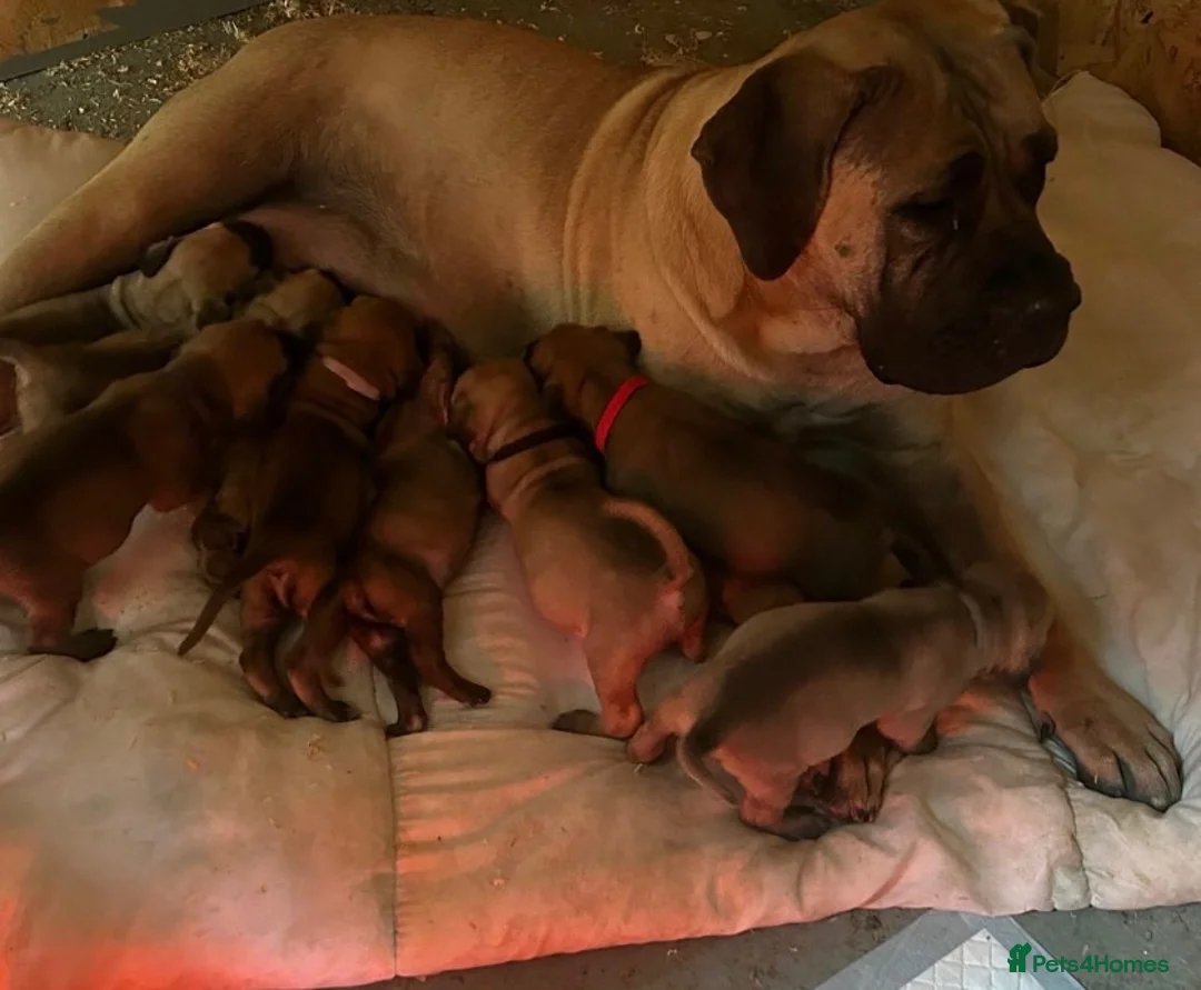 Boerboel dogs for sale: Dee Bradbury - Advert 13