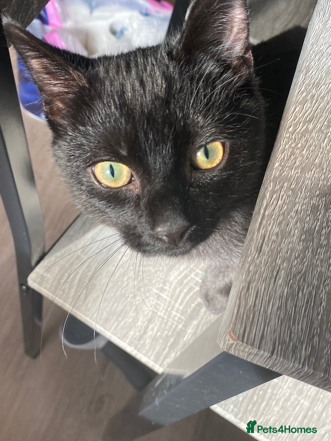 British Shorthair cats for sale: 2 Male Cats, Aged 2 and 8 months - Image 4