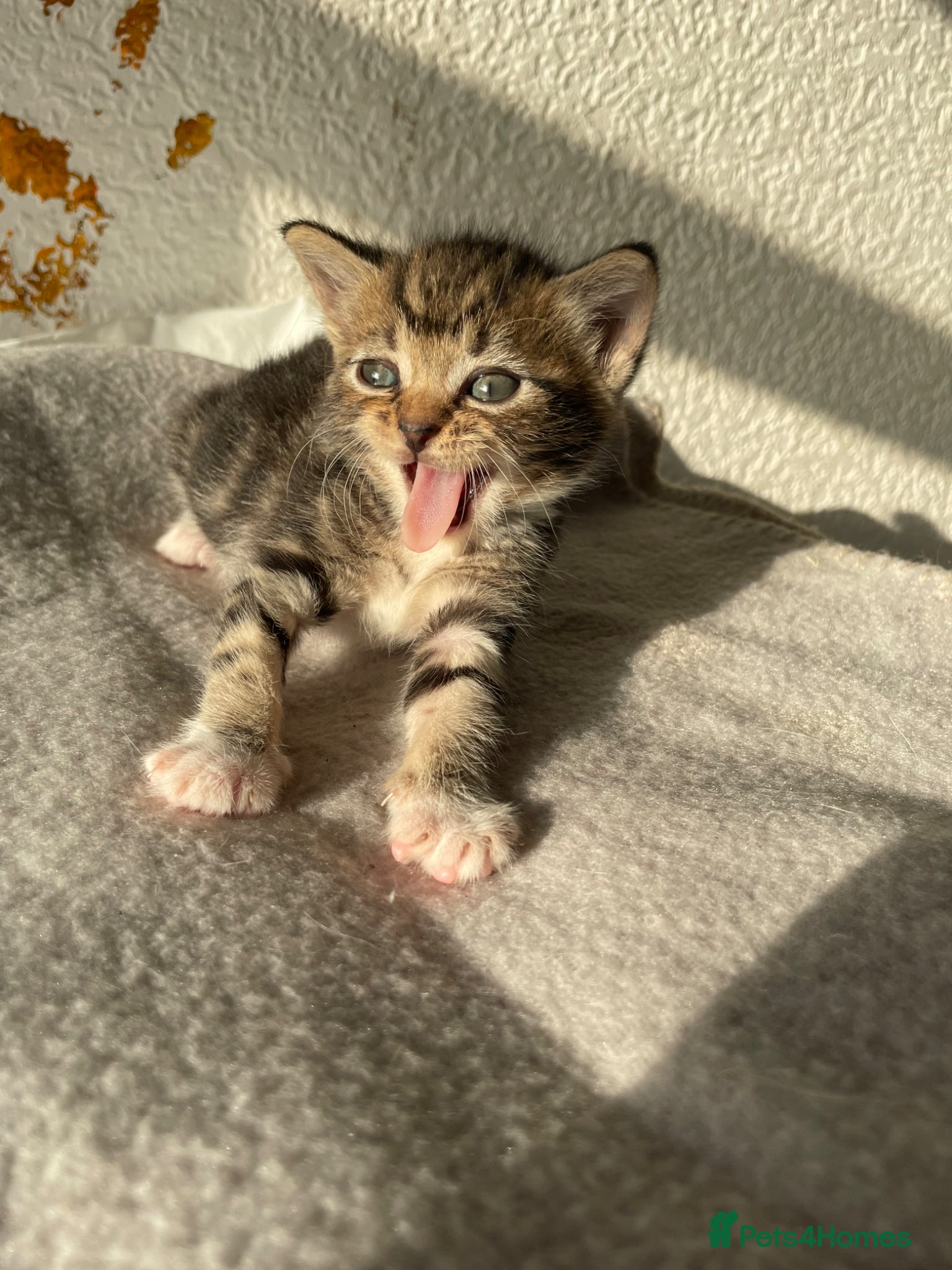 Mixed Breed cats 1 girl 1 boys leftplz message if interested  - Advert 14