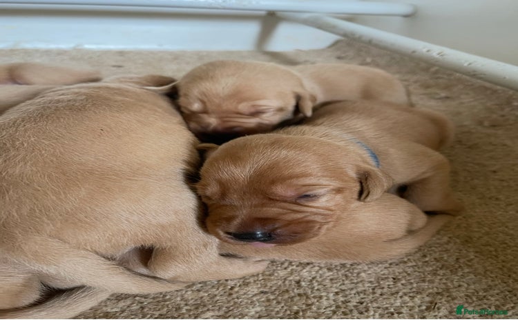 Labrador Retriever dogs - Advert 11
