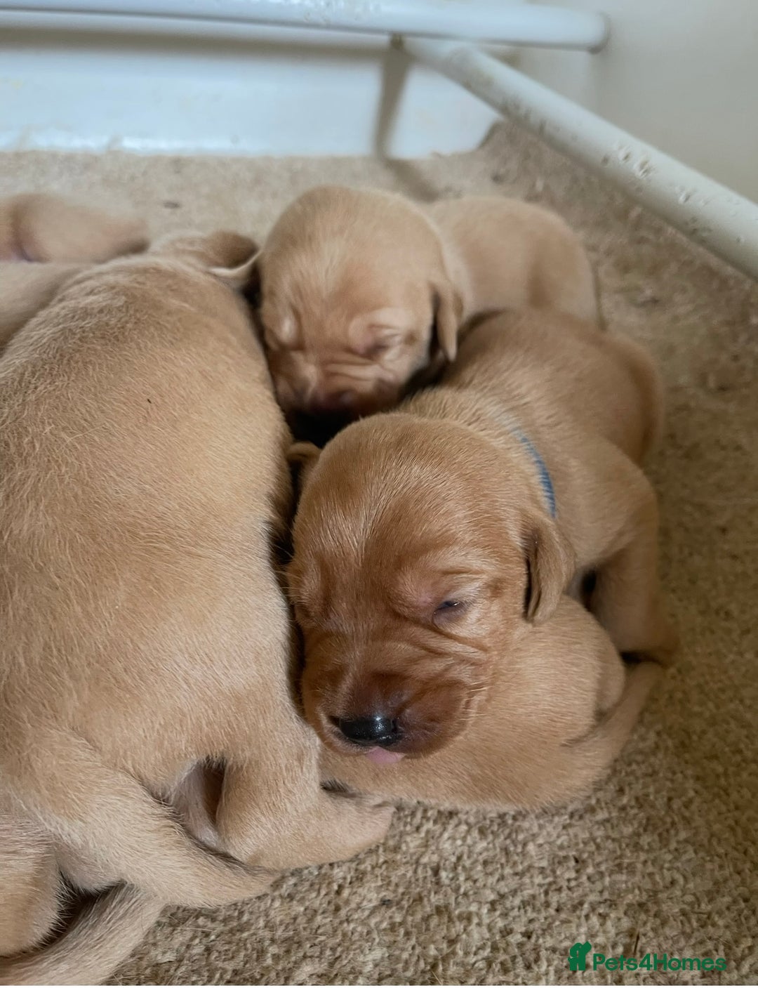 Labrador Retriever dogs for sale: Beautiful KC pure pedigree Labrador puppies - Image 1