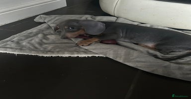 Miniature Dachshund dogs in Liverpool - Advert 10