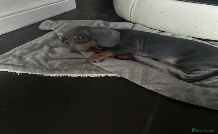 Miniature Dachshund dogs in Liverpool - Advert 8