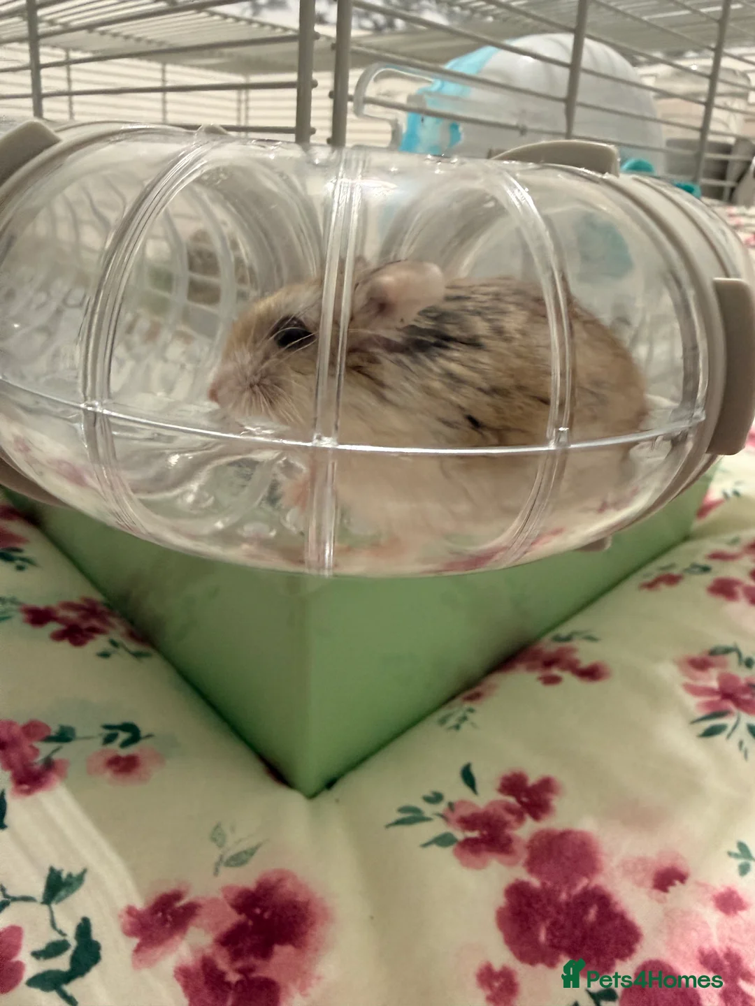 Hamster rodents for sale: Roborovski hamster  - Advert 4