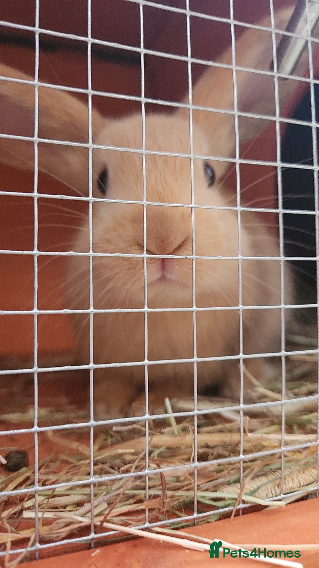 Flemish rabbits for sale: Rabbit for sale , name :fudge , LITTLEHAMPTON  - Advert 8