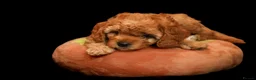 Cavapoo dogs for sale: cavapoo puppies for Sale X3 Girls  in Lincoln - Advert 27