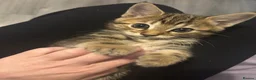 Bengal cats for sale: Bengal mixed - Advert 13