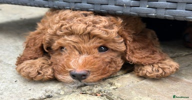Cavapoo dogs - Advert 6