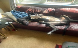 Great Dane dogs for sale: Great Dane - Image 7