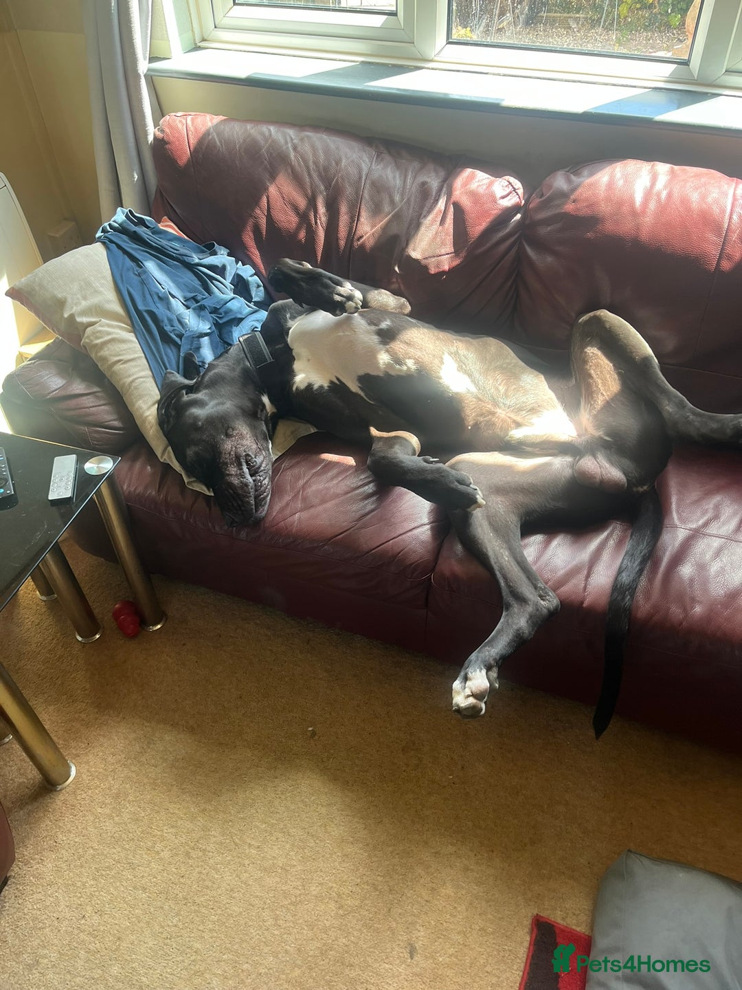 Great Dane dogs for sale: Great Dane - Image 7