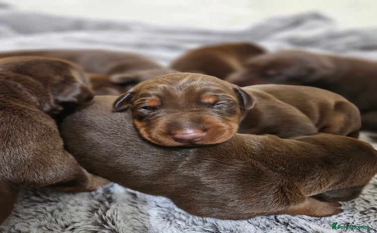 Dobermann dogs - Advert 1