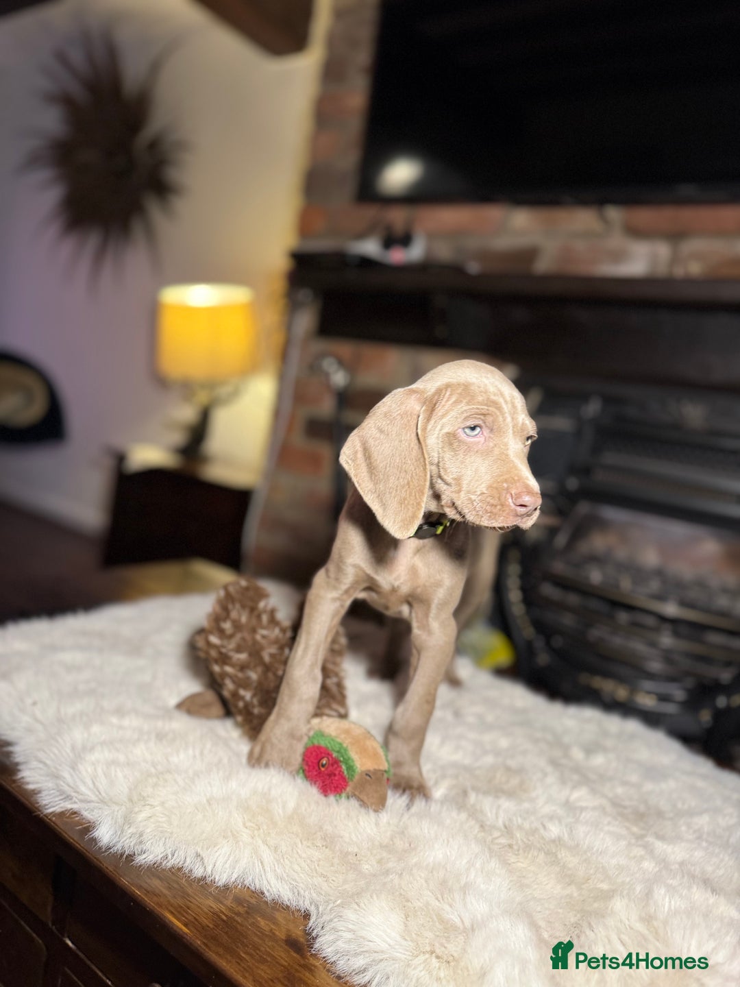 Weimaraner dogs for sale: ✨READY NOW✨ LAST FEW GIRLS✨ KC Reg Pups  ✨ - Advert 27