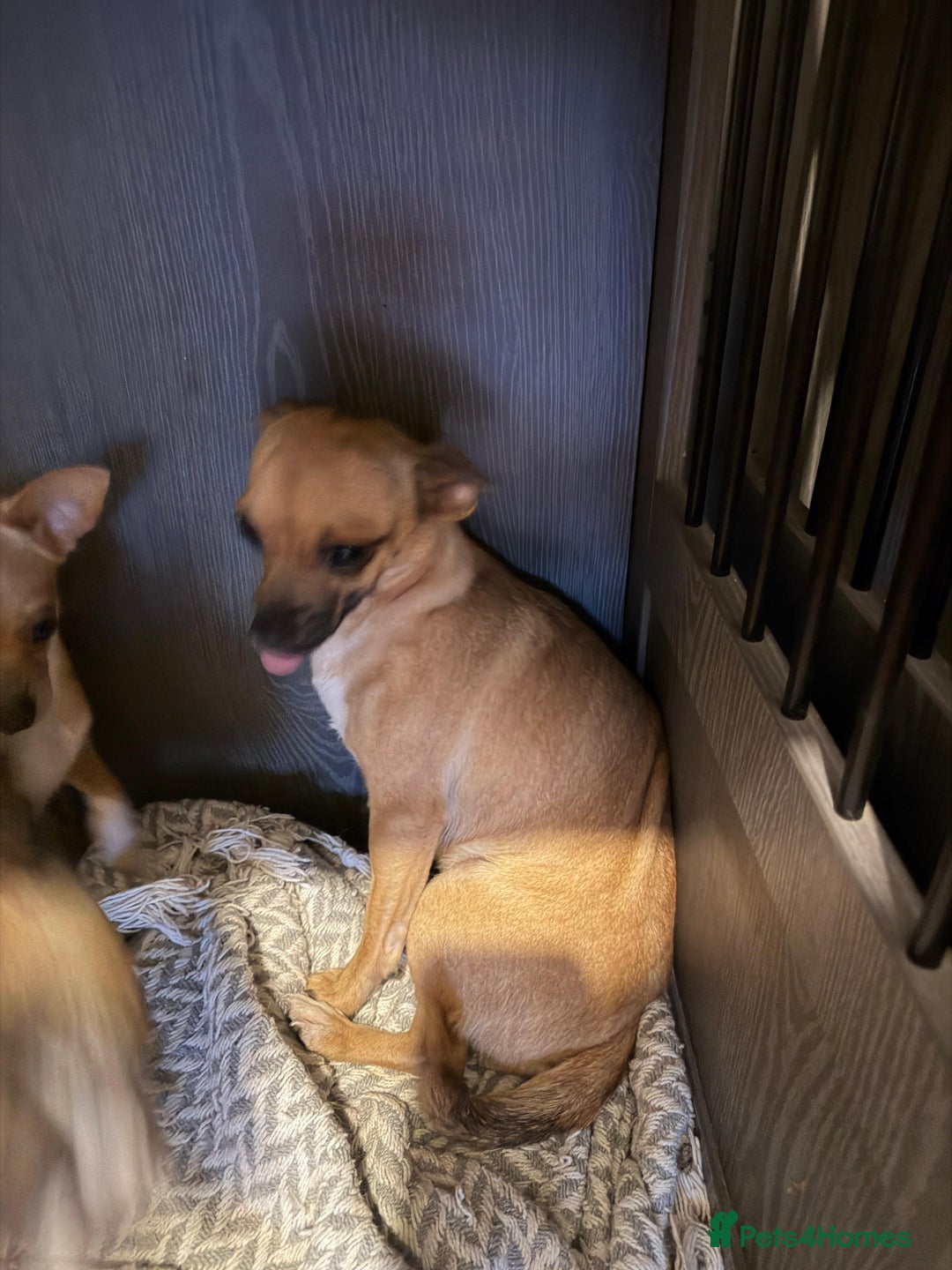 Mixed Breed dogs for sale: Males fenchie chihuahua x2 female chihuahua  - Image 7