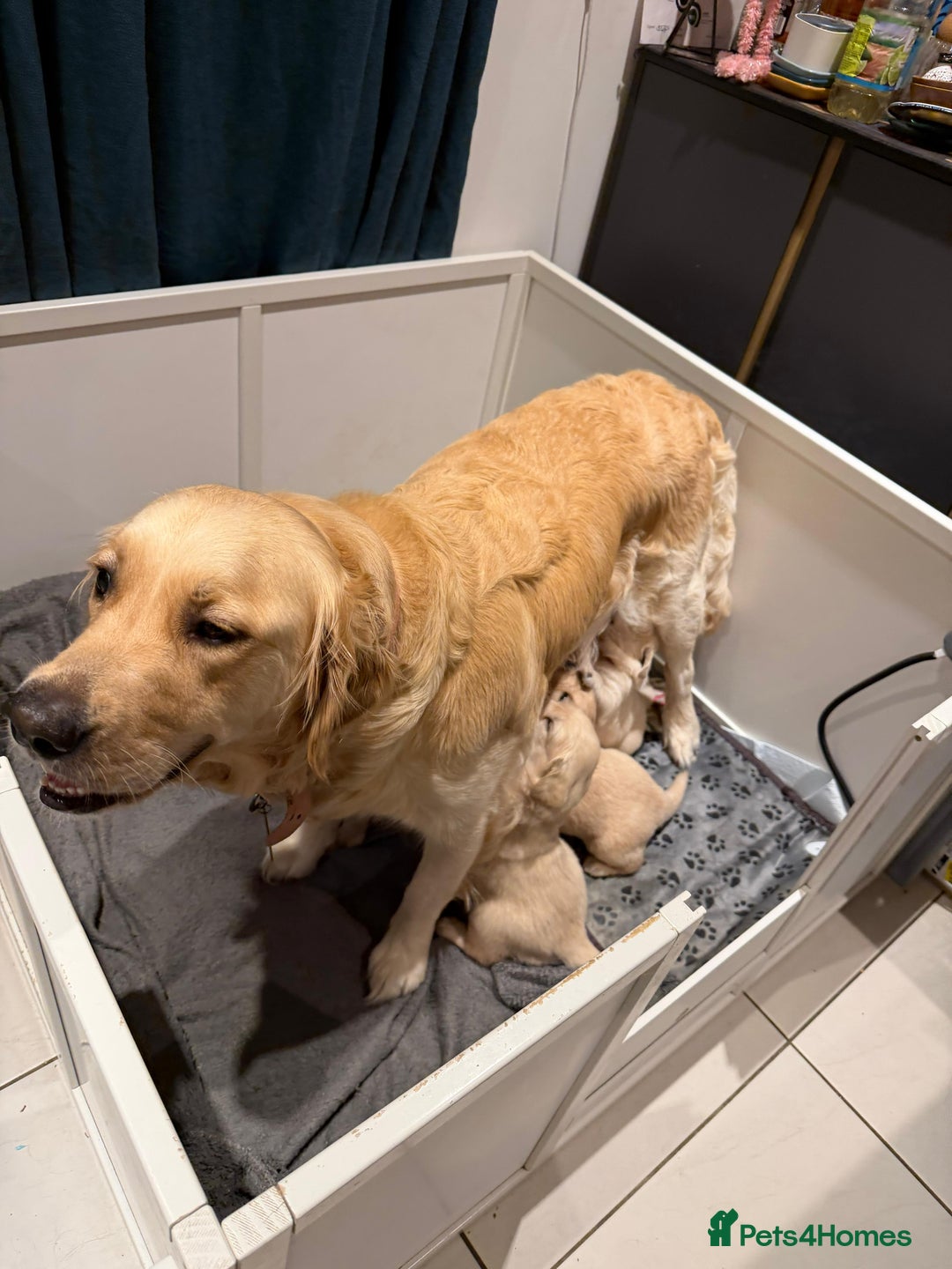 Golden Retriever dogs for sale: Golden Retriever Puppies For Sale - Advert 12