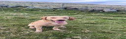 Labrador Retriever dogs for sale: 🐾 black lab puppies for sale 🐾 in Brechin - Advert 3