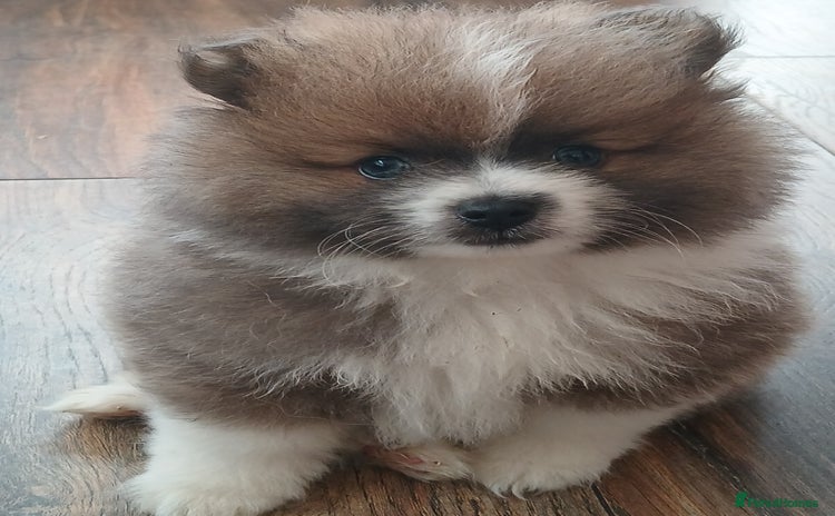 Pomeranian dogs - Advert 1