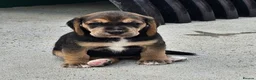 Bocker dogs for sale: Beautiful Bocker Pups - Ready 14.09.26 in Thirsk - Advert 28