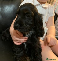 Cocker Spaniel dogs READY NOW LAST GIRL - Advert 9