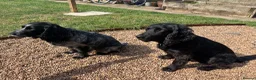 Sprocker dogs for sale: Sprockers for sale.  in Bicester - Advert 5