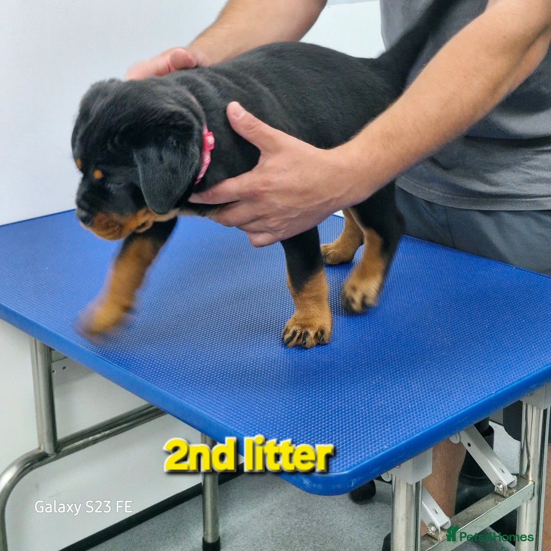 Rottweiler dogs for sale: (KC) REX & DELLAS FINAL LITTER OF QUALITY PUPS - Image 34