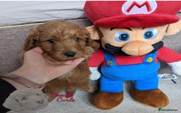 Cavapoo dogs for sale: Waiting List now open - DARK RED PREMIUM QUALITY - Image 33