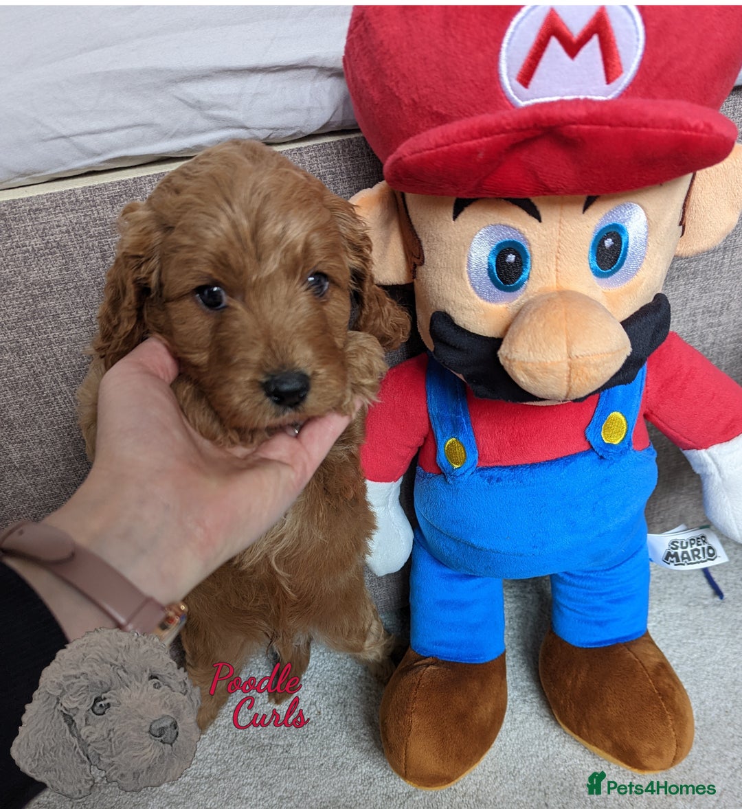Cavapoo dogs for sale: Waiting List now open - DARK RED PREMIUM QUALITY - Image 33