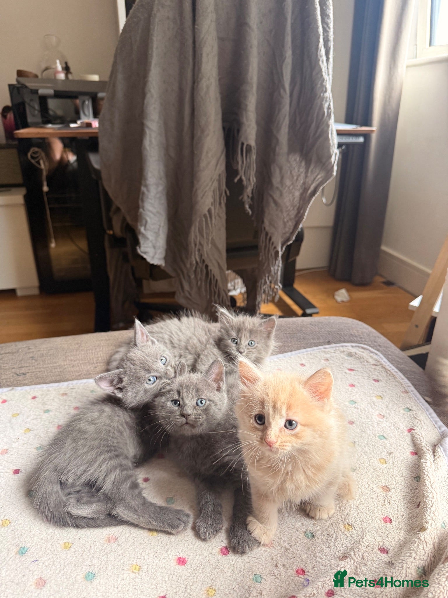 Mixed Breed cats Adorable 6-Week-Old Kittens Ready for Loving Home - Advert 2