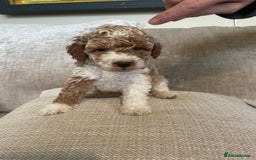 Cavapoo dogs for sale: F1b Cavapoos - Image 1