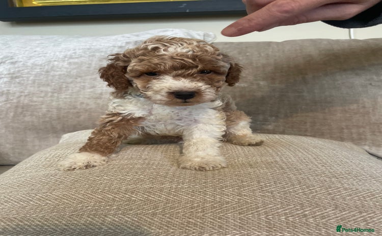 Cavapoo dogs - Advert 4
