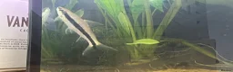 Koi Carp fish for sale: True Siamese Algae Eater Fish (Approx 6”) in Eastbourne - Advert 3