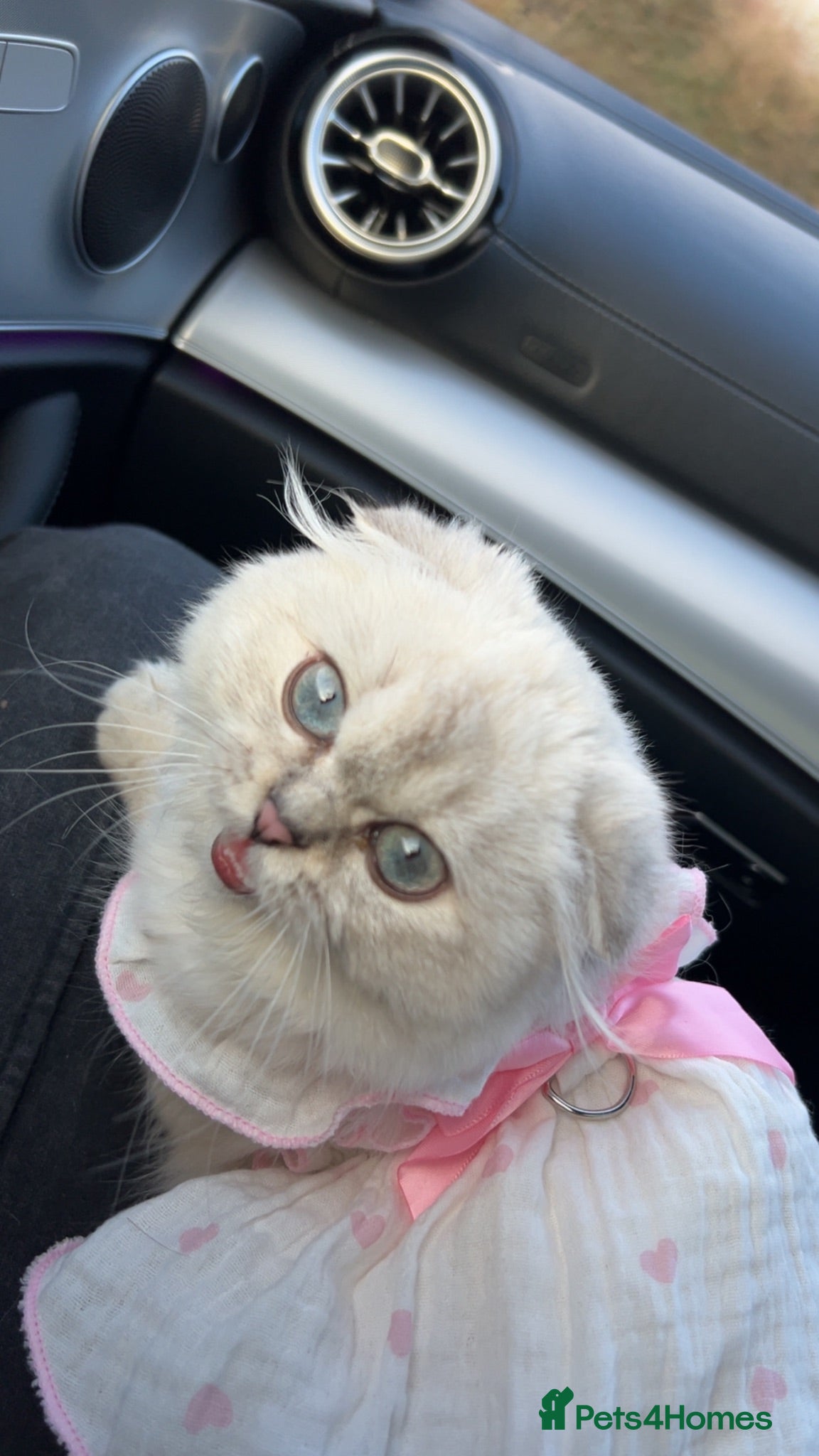 Scottish Fold cats Beautiful White Scottish Fold Female – Ready Now - Advert 14