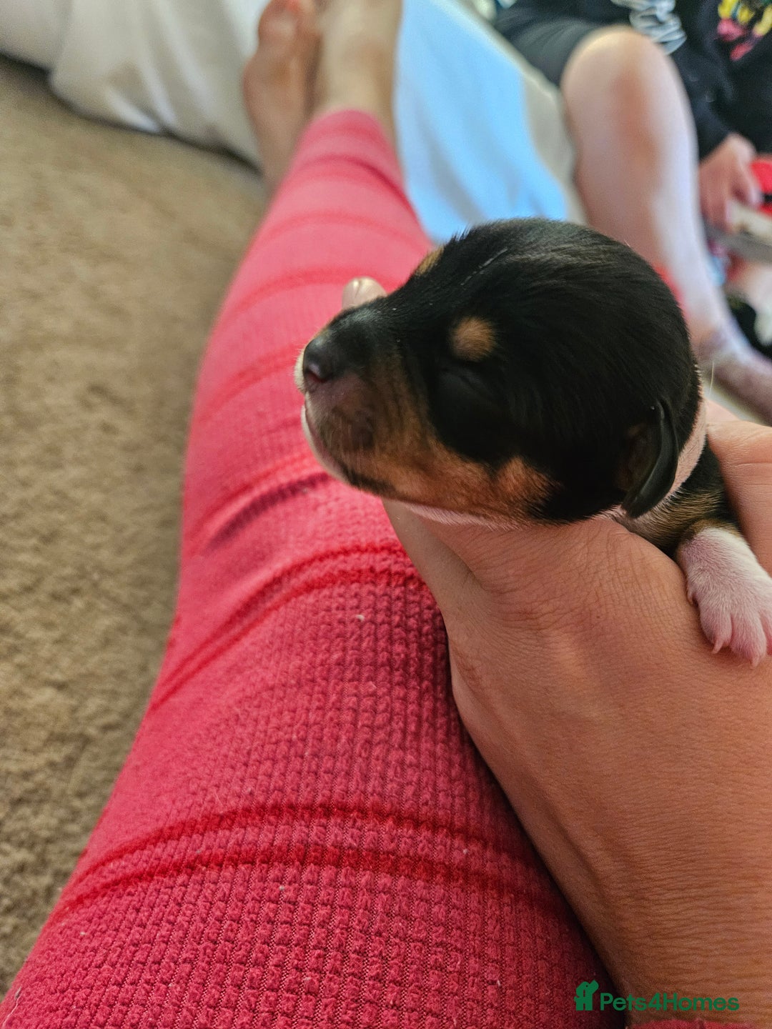 Mixed Breed dogs for sale: Chiweenie Puppies  - Image 8