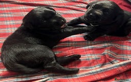Labrador Retriever dogs for sale: Labrador Puppies  - Image 6