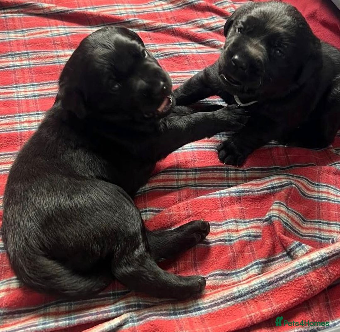 Labrador Retriever dogs for sale: Labrador Puppies  - Image 6
