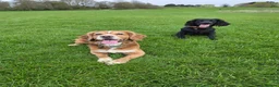 Cocker Spaniel dogs for sale: Beautiful cocker spaniels puppies - Advert 2